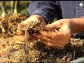 Virginia Farm Bureau - In the Garden - Propagating Plants Virginia Farm Bureau - In the Garden - Propagating Plants