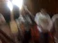 Luifer Cuello A chillar a otra parte Parranda en el Valle