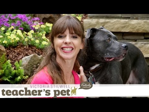 eHowPets - Follow eHow Pets for regular tips from Victoria Stilwell and more: http://www.youtube.com/subscription_center?add_user=ehowpets While there are many great op...