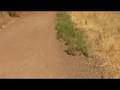 Dumbarton Bridge X-Games