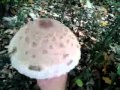 macrolepiota procera novembre 2012 alla fine del gruppo macrolepiota procera novembre 2012 alla fine del gruppo