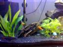 Aquario de 0.90 X 0.30 X 0.40 com basalto em baixo e luminação de luz branca e luz azul. Video feito com peixei ornamentais tais como: Labeo Frenatus, Molinesia, Labio Negro, Corydoras, Cascudo, Cruzeiro, Neon, Balacharque, dentre outros. 