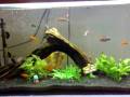 videos de Aquario (03-11-2008).mp4