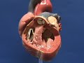 Heart Model II - Ventricles - Internal Anatomy