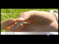 UK cannabis