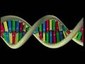 Collapse of Evolution