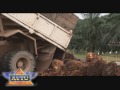 Icon for Post #Scenes from a Palm Oil Plantation