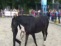 Paarden Begrijpen - Horse Event - Grondwerk (deel 2)