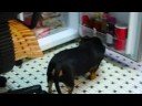Dachshund