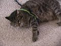 A cat spirals downward into depression. Follow his journey through a serious of diary entries.