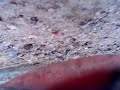 Pitts Biplane Takes a Lot of Abuse! Pitts Biplane Takes a Lot of Abuse!