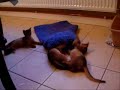 Tango\ Tango\