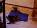 Tango's Abyssinian Kittens playing