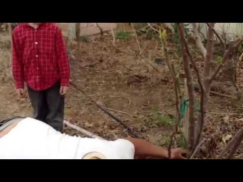 how to dig up and transplant a fig tree