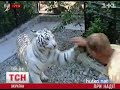 Видеоновость Тигрюля станет мамой на Крещение