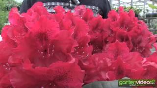 #1143 Rhododendron Hybride Erato 