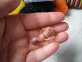 baby cockatiel #2 being hand reared baby cockatiel #2 being hand reared