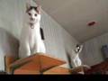 いちご大福動画10