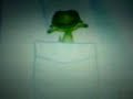 singender Frosch singender Frosch
