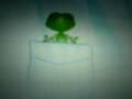 singender Frosch