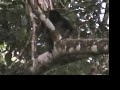 Spider Monkey footage - Earth Sessions Amazon Expedition