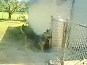killa dog