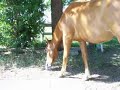 Gatorade Horse
