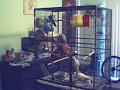 All Five Cockatiels! All Five Cockatiels!