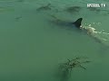 delphin moko rettet 2 gestrandete wale in mahia