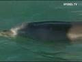 Delphin Moko rettet 2 gestrandete Wale in Mahia
