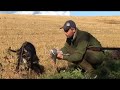 Duejakt av Kristoffer Clausen, pigeon hunting Duejakt av Kristoffer Clausen, pigeon hunting
