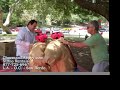 CharmandHappy.com 877-725-6967 Sumo Wrestling Los Angeles