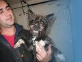 Chien Ti-Fille ...