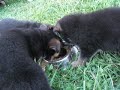 Bonni x Vopo Puppies 2nd Bowl of Food Bonni x Vopo Puppies 2nd Bowl of Food