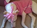 Being a Girl -- and Dog Being a Girl -- and Dog