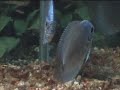 The Professional Discus Hobbyist and Breeder.