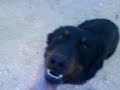 beauceron