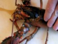 Christmas Eve Lobster