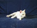 Mimi - my brand new white cat