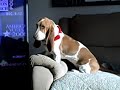 Basset Hound or Mountain Goat? Basset Hound or Mountain Goat?
