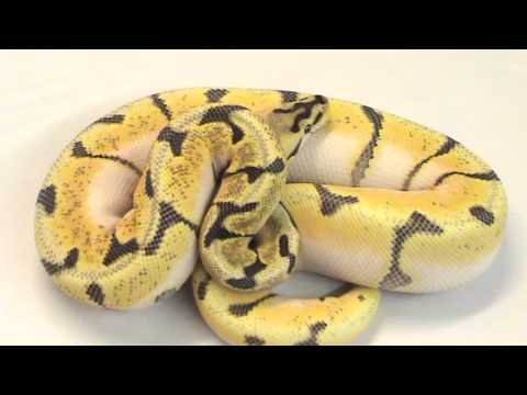 YouTube reptile video