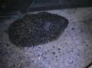 New Zealand  When Hedge Hogs Attack!