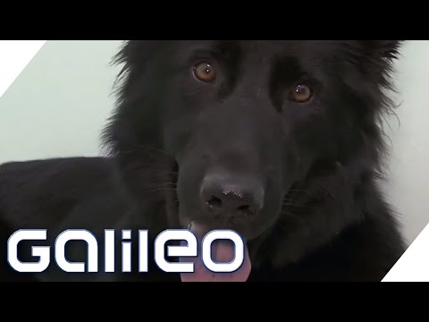 Hunde: Handyschnffel-Hunde | Galileo | ProSieben