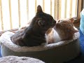 Lesbian Cats Lesbian Cats