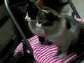 YouTube ����|�b�v�A�b�v�Đ�