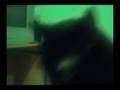 videos de Jack To The Future: A Wizard Kitty Movie 1 of 3