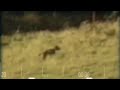 supossed tasmanian tiger (thylacine)