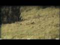 supossed tasmanian tiger (thylacine)