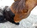Str�kur and A?a