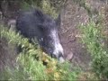 lors d'un entrainement en parc, un sanglier fait des fermes roulants et charge.